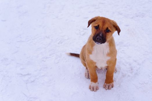 Red puppy in the snow, attentively looking at the camera. Copy s