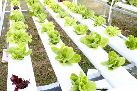 many kinds of hydroponic system
