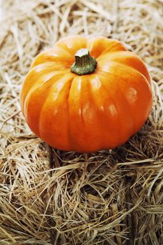 Harvest time, pumpkins
