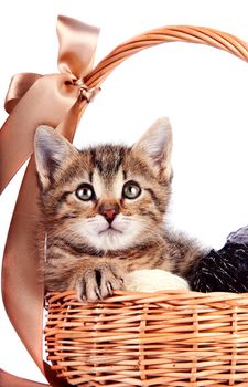 Striped kitten in a basket 
