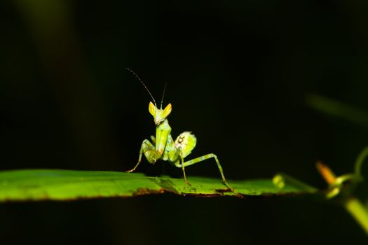 green mantis mantide 