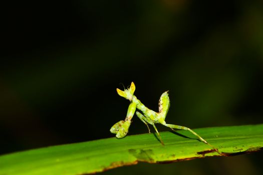 green mantis mantide