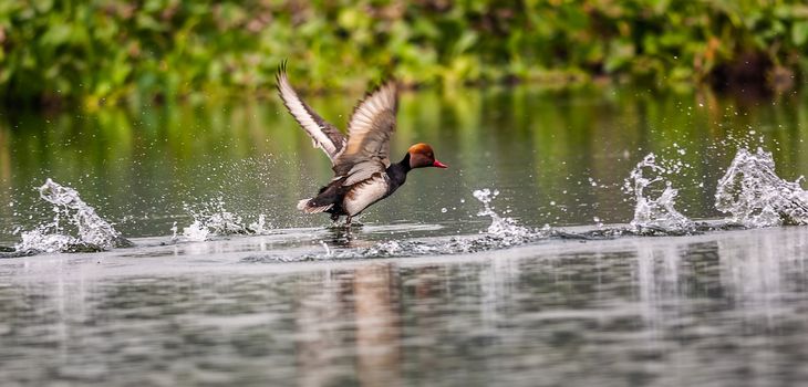 Red-crested Pochard, bird, Diving duck, Rhodonessa rufina, taking off to fly away, water, copy space
