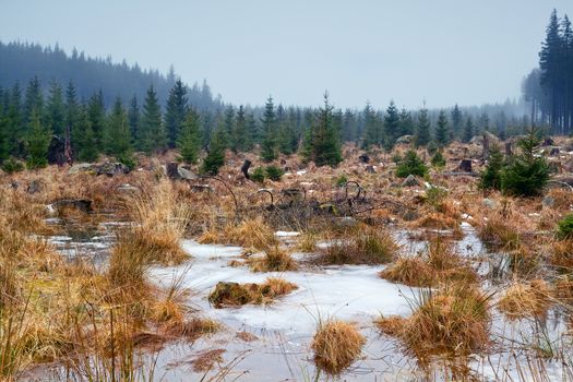 frozen swamp in Harz mountains