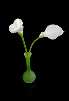 beautiful white Calla lilies