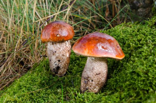 closeup pair wet mushrooms red cap moss wet forest 