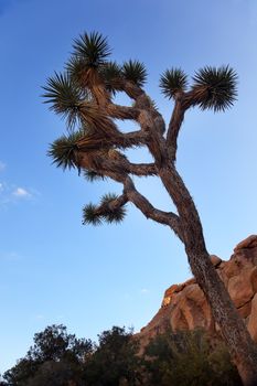 Yucca  Brevifolia Evening Mojave Desert Joshua Tree National Par