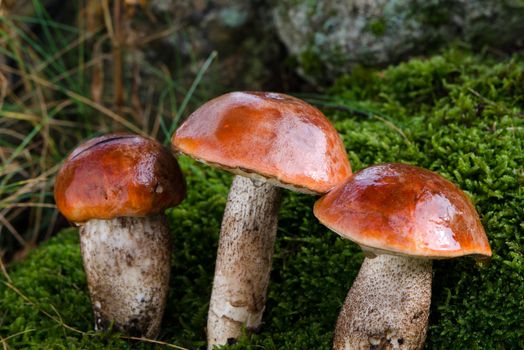 closeup three wet mushrooms red-cap moss wet forest 