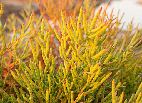 Halophyte- plant that grows in waters of high salinity
