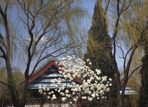 Magnolias Willows Spring Summer Palace Beijing China