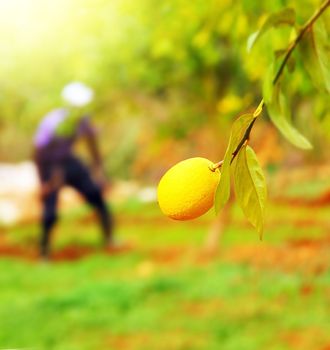 Farmer in lemon garden