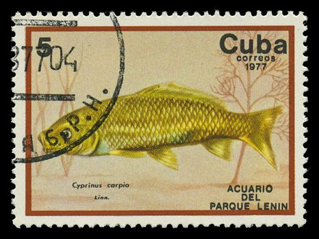 CUBA-CIRCA 1977: A stamp printed in Cuba shows fish Cyprinus caprio, circa 1977