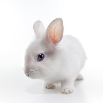 White rabbit isolated on white background