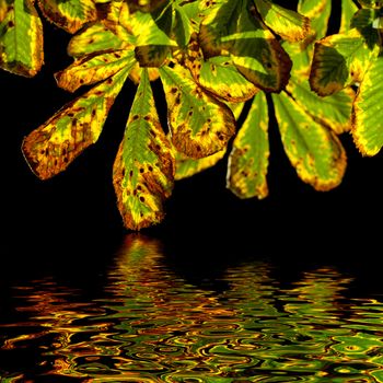 autumn chestnut leaves isolated on black with reflection