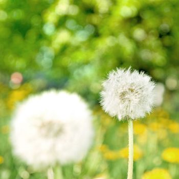 dandelions on green nature background