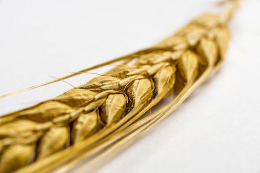 close-up of barley