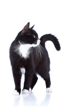Black-and-white cat.