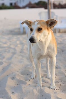 dog on the beach in the Tunisia 