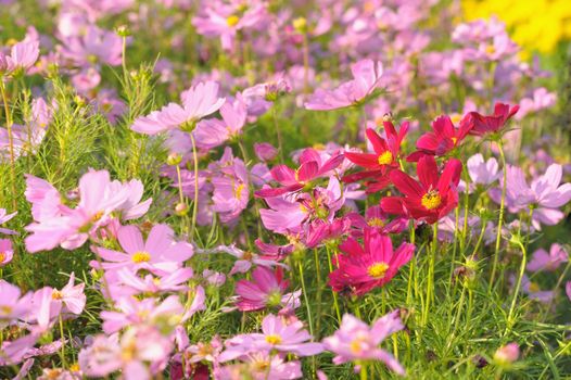 Field of colorful flowers in the garden.