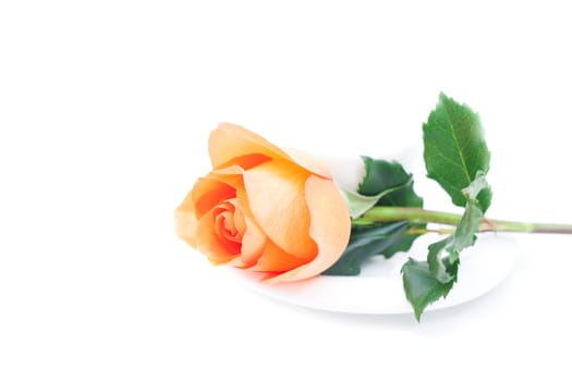 beautiful orange rose and cup isolated on white