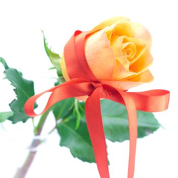 beautiful orange rosewith red ribbon isolated on white