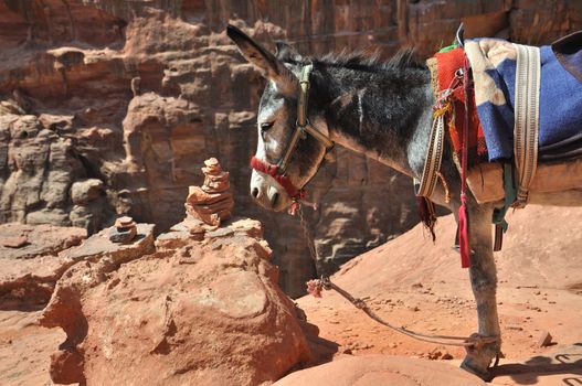 Jordanien Donkey at Petra