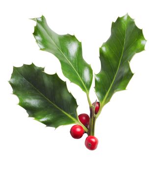 Christmas Holly with Berries