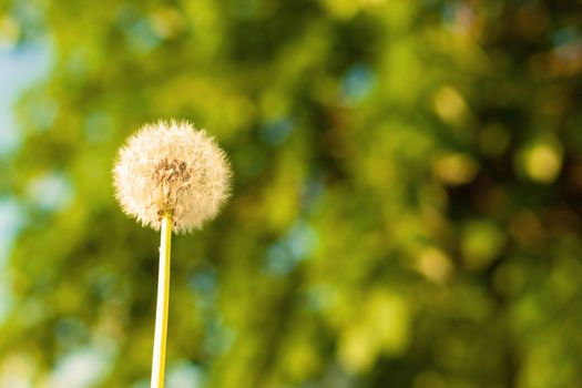 Untouched dandelion with tree bokeh