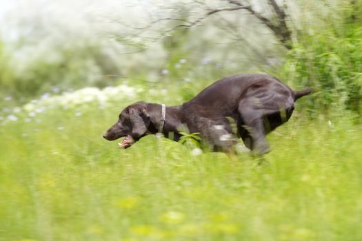 Hunting dog running