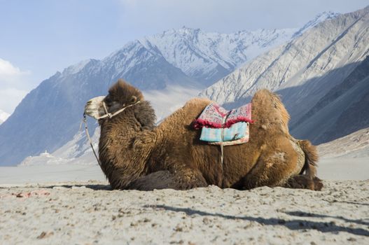 camel in Nubra valley, Leh