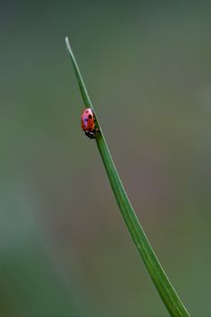  ocellata coleoptera on grass 