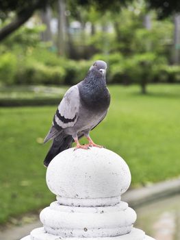 One pigeon  in sunny summer day.