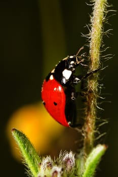 Beautiful ladybug insect