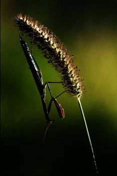 shadow side of praying mantis 