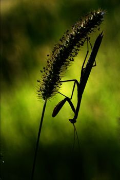 shadow  side of praying mantis