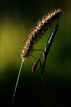 shadow mantodea  side of praying mantis 