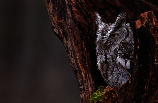 A close-up of an Eastern Screech Owl (Megascops asio) sitting in a stump.
