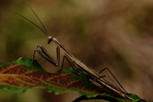 close up of praying mantis 