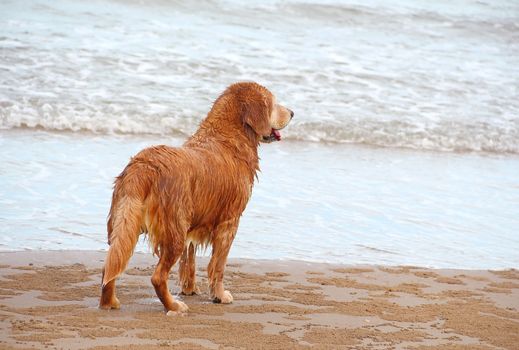 A dog standing on the beach 