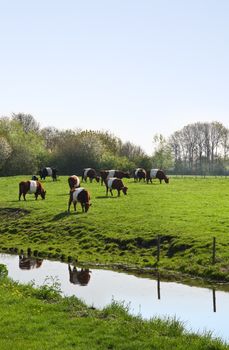 Dutch Belted or Lakenvelder cows on sunny day in spring