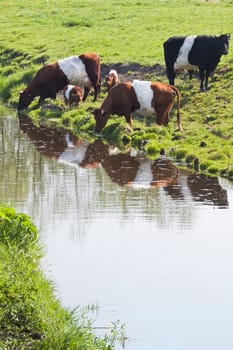 Dutch Belted or Lakenvelder cows on field drinking water