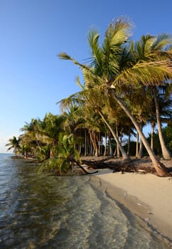 Untouched tropical beach lined with palm trees