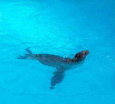 Seal swimming in blue saltwater