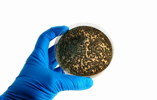 agar plate with fungi microorganisms