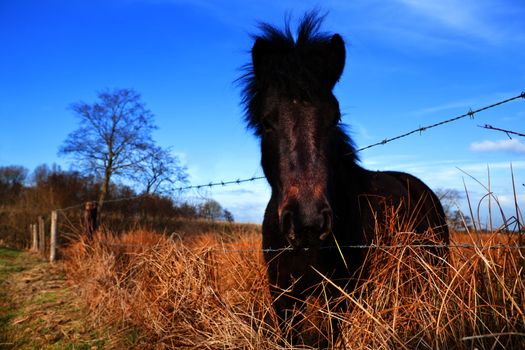 dark pony on pasture