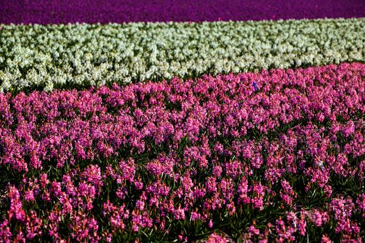 background of many hyacinthus on dutch spring fields