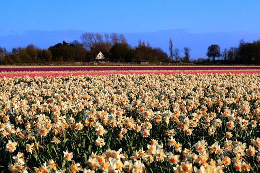 Dutch fields witn many daffodils and hyacinths