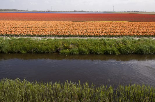 Bulb fields are still an enormous touristic attraction and a great economic product
