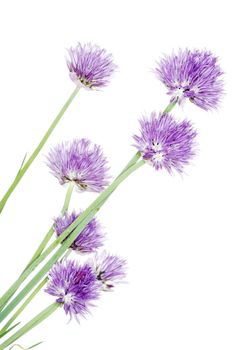 Chives decorative flowers 
