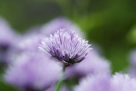 Chives decorative flowers 